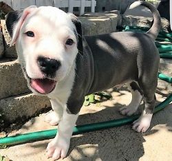 Gorgeous American Pit Bull Terrier puppies For Sale