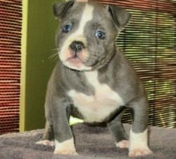 Cute American Pit Bull Terrier puppies For Sale