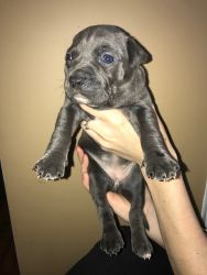 PITBULL PUPPIES READY FOR A HOME TODAY