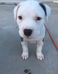 Super Sweet American Pit Bull Terrier Puppies
