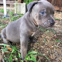 Lovely American Pit Bull Terrier Puppies