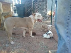 Pitbull puppies (tri genes) UKC sire