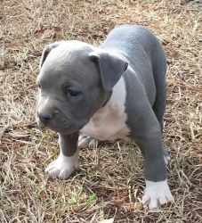 Two Males and females blue nose American Pit bull puppies