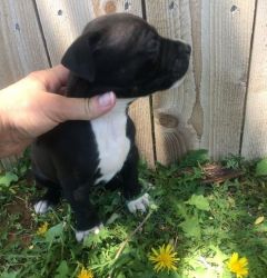 Goodlooking AKC American Pit Bull Terrier puppy
