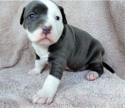 Super adorable American Pitbull puppies (xxx) xxx-xxx0