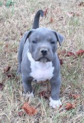 Blue nose American Pit bull puppies