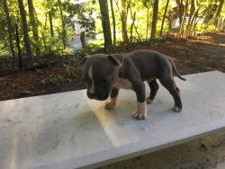 Pocket Bully Pitbull Puppies for Sale!!!