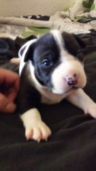 Pure Bred Pit Bull Puppies