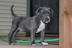Blue Nose Pit Bull Puppy for sale, 8 weeks old Male, Gotti UKC Papers