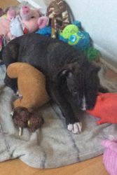 10 week old pitbull pup