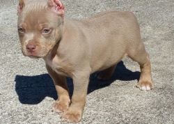 Male and Female American Pit Bull Terrier Puppies