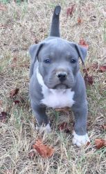 Male and female American Pit Bull Terrier puppies
