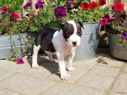 Gorgeous American Pit Bull Terrier puppies Available