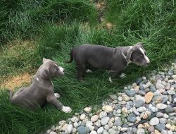 UKC Blue Pitbull puppies
