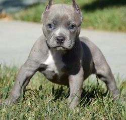Beautiful American Pit Bull Terrier puppies
