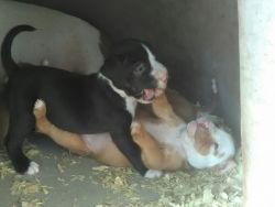 Pitbull/bully puppies