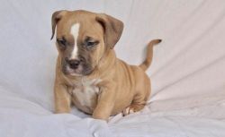 Adorable American Pit Bull Terrier Puppies for Sale