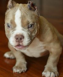 Healthy American Pit Bull Terrier Puppies