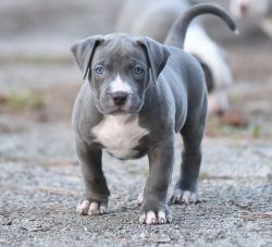 Home raised American Pit Bull Terrier Puppies