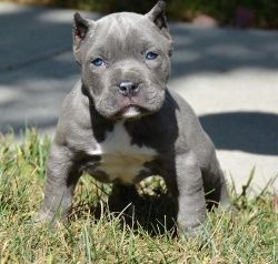 Well Socialized American Pit Bull Terrier Puppies