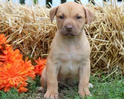 Adorable outstanding American Pitbull puppies