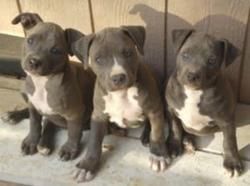Blue nose American Pitbull puppies for adoption