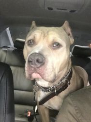 1 ye old male Pitbull needs a new home asap