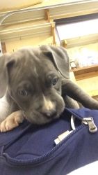 Blue pitbull puppy for sale