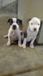 Pit bull puppys