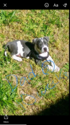 Pitbull puppies due February 13th