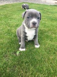 Male and Female Pit bull Puppies