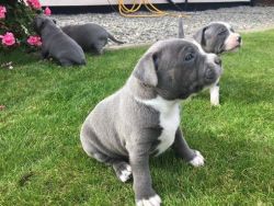 Rehome pit bull puppies