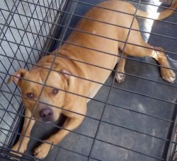 Free Male Red Nose Pit