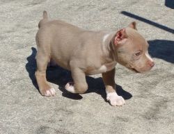 Beautiful American Pit Bull Terrier Puppies