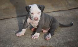 Affectionate American Pit Bull Terrier Puppies