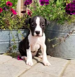Top Quality American Pit Bull Terrier Puppies