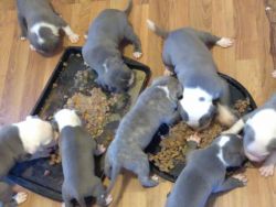 Blue Nose Pitbull Puppies Ready!!