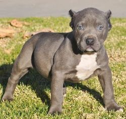 Adorable male and a female Pitt Bull Terier puppies