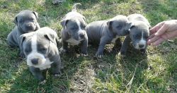 Registered Pitbull Puppies
