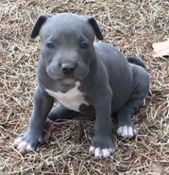 American Bull Puppies And Adults