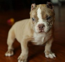 Adorable American Pit Bull Terrier puppies