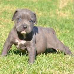 Blue Nose Pitbull Puppies !