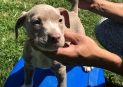 Healthy American Pit Bull Terrier puppies
