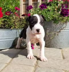 Beautiful American Pit Bull Terrier puppies