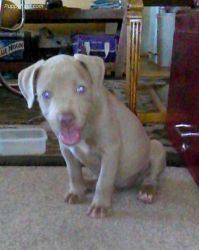 House trained American Pit Bull Terrier Puppies