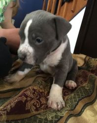 AKC Registered American Pit Bull Terrier Puppies
