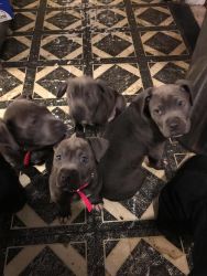 Akc America pitbull puppies available !