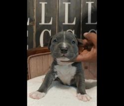 Pitbull puppies **serious inquires only please**