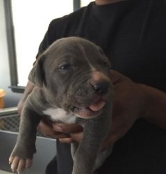 * pitbull puppy ready for her new home !*