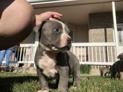 Blue and blue brindle pups